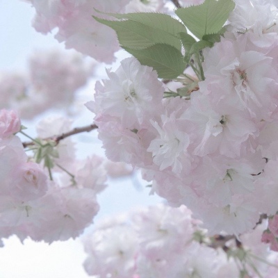 兽设动态姿势参考Furry群